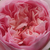 Różowy  - Róża nostalgie - Sonia Rykiel